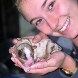 Miniature Australian Shepherd Puppies from Amberwood DD Aussies