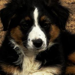 Cider - Black tri male Miniature Australian Shepherd puppy in Granbury, Texas from Jubilee Acres