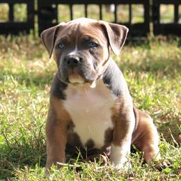 Eli - Blue tri-color male American Bully puppy in Easton, Maryland from Night Court Bullies