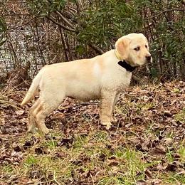 Labrador Retrievers from Ehlers' Retrievers