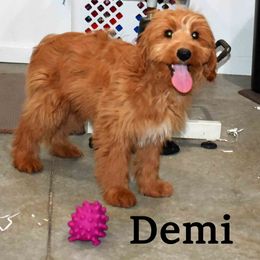 Goldendoodle Puppies from Hilltop Pups By Abby,LLC