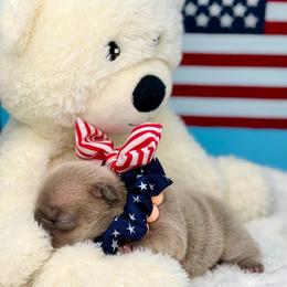 Peachy - Blue fawn female French Bulldog puppy in Wagoner, Oklahoma from Frenchie Frys