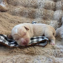 Star - Cream male Labradoodle puppy in Churchill County Fallon, Nevada from Card Family Ranch