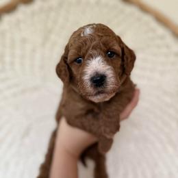 Charlie - Red  male Goldendoodle puppy in Sacramento, California from GoldenDoodle Love