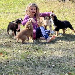 Aussiedoodle and Australian Shepherd Puppies from RoseWest Farms