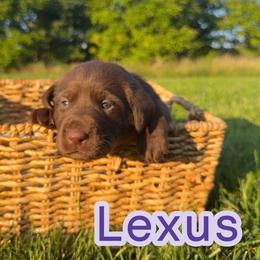 Lexus - Chocolate female Labrador Retriever puppy in Lucasville, Ohio from Backwoods Labradors
