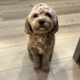 Oakley - Cavapoo