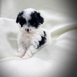 Poodle Puppies from Upper Echelon