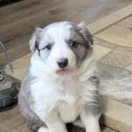 Willow is - Slate female Border Collie puppy in Guffey, Colorado from Sunset Ridge