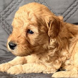 Hank - Apricot male Goldendoodle puppy in Tucson, Arizona from JER Doodles
