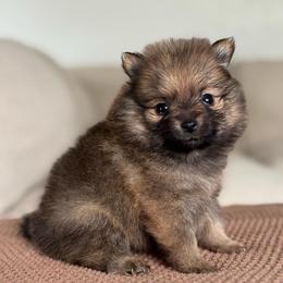 Girl 1 - Chocolate sable female Pomeranian puppy in Meridian, Idaho from Idaho_poms