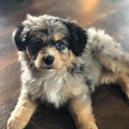 Toy Australian Shepherd Puppies from Kickapoo Creek Aussies