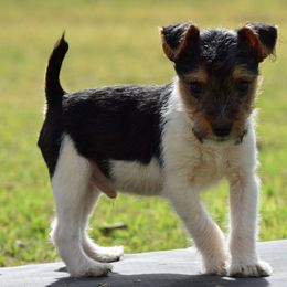 Amigo - Tri-color male Jack Russell Terrier puppy in Menifee, California from Wendover Terriers