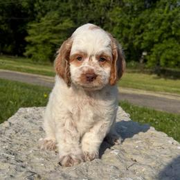 Raeden - Red roan male Cockapoo puppy in Connersville, Indiana from MoonShine Babies