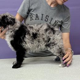 Echo - Black merle male Mudi puppy in Jacksonville, Florida from Gemini Dream Mudi