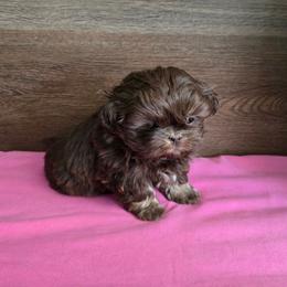 Female 1 - Liver female Shih Tzu puppy in Meadows Of Dan, Virginia from Walt’s Shih Tzus