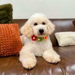 Cielo - Red female Bernedoodle puppy in Queen Creek, Arizona from Dulcito Doodles