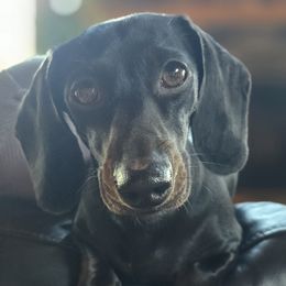 Luna - Dachshund
