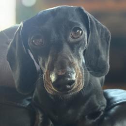 Luna - Dachshund