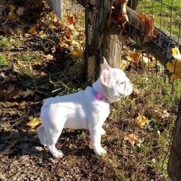 French Bulldog Puppies from ETL FUNTASTIC FRENCHIES