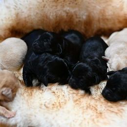 Girl 2 - female Labrador Retriever puppy in Amesbury, Massachusetts from Fox Hill Farm & K9