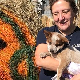 Boy 08 black - Australian Cattle Dog puppy from 6pk Cattledogs