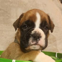 Grey - Fawn male Boxer puppy in Aurora, Missouri from Pick A Pup