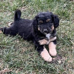 Golden Aussiedoodle and Goldendoodle Puppies from Wild Rose Tiny Poodles & Doodles