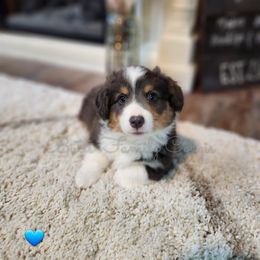 Boy #4 Fluffy - American Corgi puppy in Cameron, North Carolina from Butts Family Corgis