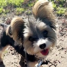 Chico - Yorkshire Terrier