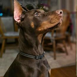 Tank - Red and rust male Doberman Pinscher puppy in Bruce Township, Michigan from Eminent Dobermans