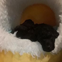 Poodle Puppies from Aurak