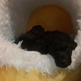 Poodle Puppies from Aurak
