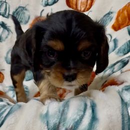 Light Pink collar girl - Black and tan female Cavalier King Charles Spaniel puppy in Smiths, Alabama from K&K Kennels