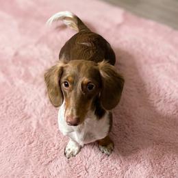 Latte - Dachshund