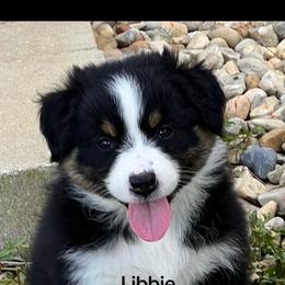 Libbie - Black tri-color female Australian Shepherd puppy in Magee, Mississippi from Paint ByNumbers Ranch