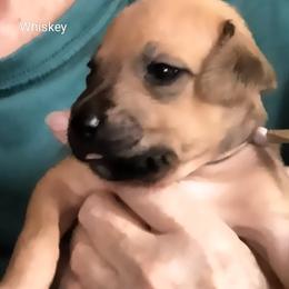 Girl 4 - female Rhodesian Ridgeback puppy in Alabama from Celtic Lore Ridgebacks