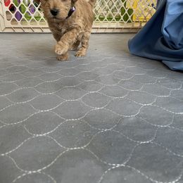 Goldendoodle Puppies from Angel’s Goldendoodle Pups