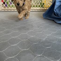 Goldendoodle Puppies from Angel’s Goldendoodle Pups