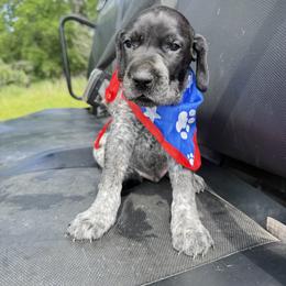 Male 4 - Black roan male German Shorthaired Pointer puppy in Axtell, Texas from Texas German Shorthaired Pointers