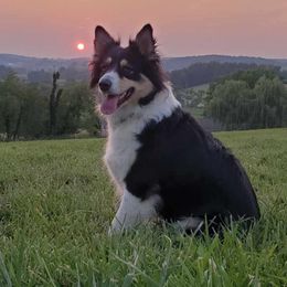 Australian Shepherds and Rat Terriers from Annette's Puppies