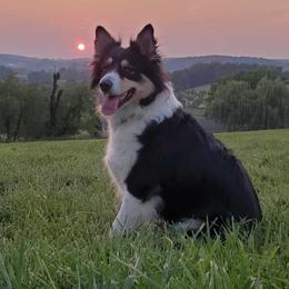 Australian Shepherds and Rat Terriers from Annette's Puppies