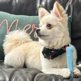Remy - Pomeranian