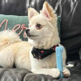 Remy - Pomeranian