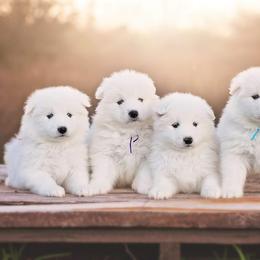 Samoyed Puppies from Carefree Samoyeds