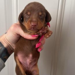 Boy 3 - Chocolate and tan male Dachshund puppy in Madison, Wisconsin from SK Miniature   Dachshunds