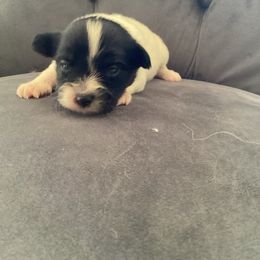 Blair - White and black female Papillon puppy in Diana, Texas from The Barking Cow Farms