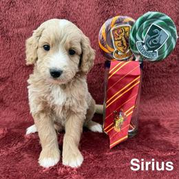 Sirius - Apricot male Goldendoodle puppy in Conroe, Texas from Tails of Cypress