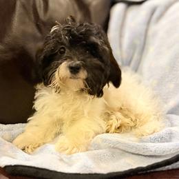 Luna - Chocolate and white female Havapoo puppy in Lancaster, South Carolina from 3 Bs Havanese-PUPPIES with  PURPOSE