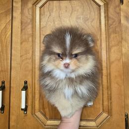Bruno - Chocolate and tan male Pomeranian puppy in Meherrin, Virginia from Traveling Poms